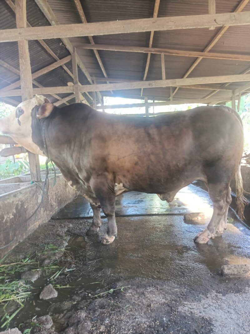 Sapi Kurban Bantuan Presiden RI akan disembelih di Masjid Al Kautsar Kendari