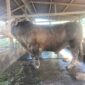 Sapi Kurban Bantuan Presiden RI akan disembelih di Masjid Al Kautsar Kendari
